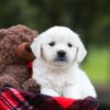 Image of Lollipop, a Golden Retriever puppy
