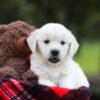 Image of Lollipop, a Golden Retriever puppy