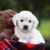Image of Lollipop, a Golden Retriever puppy