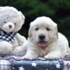 Image of Nash, a Golden Retriever puppy
