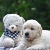 Image of Nash, a Golden Retriever puppy