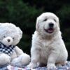 Image of Nash, a Golden Retriever puppy