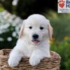 Image of Nash, a Golden Retriever puppy
