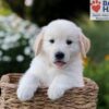 Image of Nash, a Golden Retriever puppy