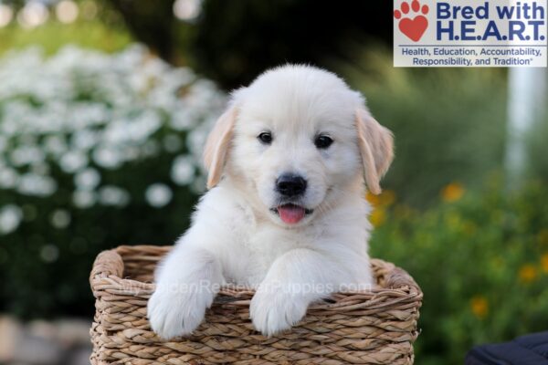 Image of Nash, a Golden Retriever puppy