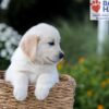 Image of Nash, a Golden Retriever puppy