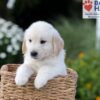 Image of Nash, a Golden Retriever puppy