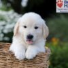 Image of Nash, a Golden Retriever puppy