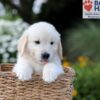 Image of Nash, a Golden Retriever puppy