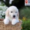 Image of Nash, a Golden Retriever puppy