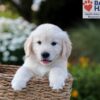 Image of Nate, a Golden Retriever puppy
