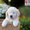 Image of Nate, a Golden Retriever puppy