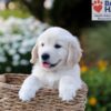 Image of Nate, a Golden Retriever puppy