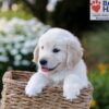 Image of Nate, a Golden Retriever puppy