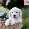 Image of Nate, a Golden Retriever puppy