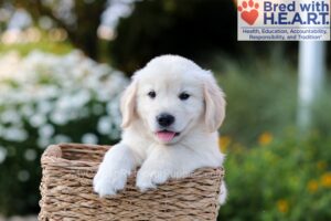 Image of Nate, a Golden Retriever puppy