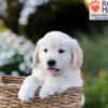 Image of Nate, a Golden Retriever puppy