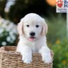 Image of Nate, a Golden Retriever puppy