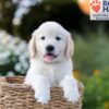 Image of Nate, a Golden Retriever puppy