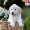 Image of Nate, a Golden Retriever puppy