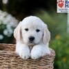Image of Nellie, a Golden Retriever puppy