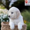Image of Nellie, a Golden Retriever puppy