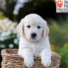 Image of Nellie, a Golden Retriever puppy