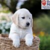 Image of Nellie, a Golden Retriever puppy