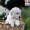Image of Nova, a Golden Retriever puppy
