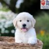 Image of Nova, a Golden Retriever puppy