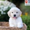 Image of Nova, a Golden Retriever puppy