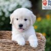 Image of Nova, a Golden Retriever puppy