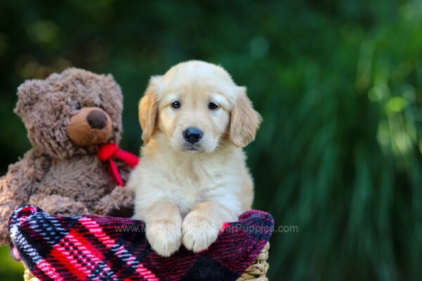 Image of Oasis, a Golden Retriever puppy