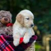 Image of Oasis, a Golden Retriever puppy