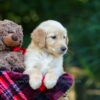 Image of Oasis, a Golden Retriever puppy