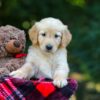 Image of Oasis, a Golden Retriever puppy