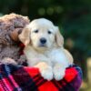 Image of Oasis, a Golden Retriever puppy