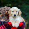 Image of Oasis, a Golden Retriever puppy