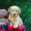Image of Obie, a Golden Retriever puppy