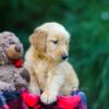 Image of Obie, a Golden Retriever puppy