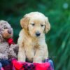 Image of Obie, a Golden Retriever puppy