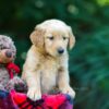 Image of Obie, a Golden Retriever puppy