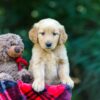 Image of Obie, a Golden Retriever puppy