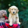 Image of Obie, a Golden Retriever puppy