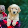 Image of Obie, a Golden Retriever puppy