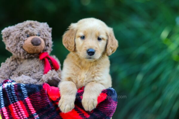 Image of Obie, a Golden Retriever puppy