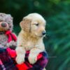 Image of Obie, a Golden Retriever puppy
