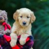 Image of Obie, a Golden Retriever puppy