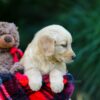 Image of Ocean, a Golden Retriever puppy