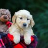 Image of Ocean, a Golden Retriever puppy